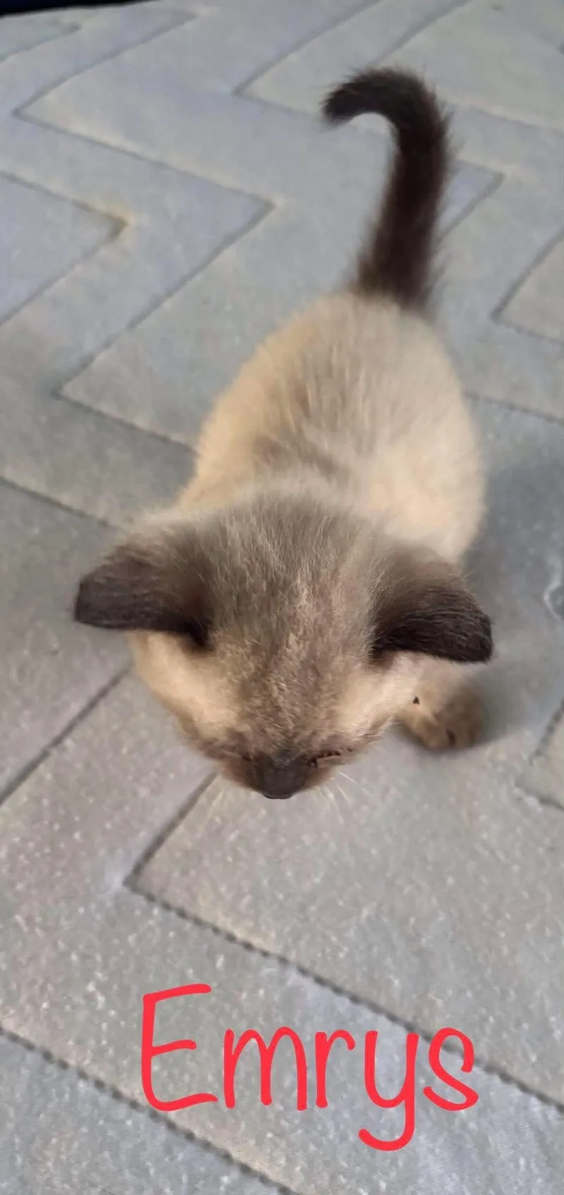 A baby small-sized female Siamese cat named Emrys for adoption in Snyder, TX