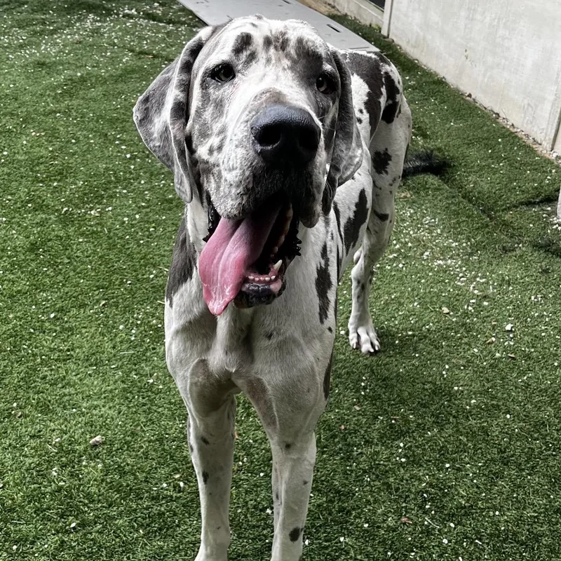 An adult extra large-sized male White / Cream Great Dane dog named Alpha for adoption in LOXAHATCHEE, FL