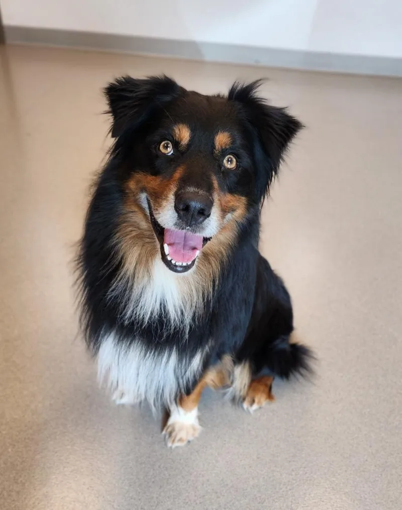 An adult medium-sized male Australian Shepherd dog named Brutus for adoption in Superior, WI