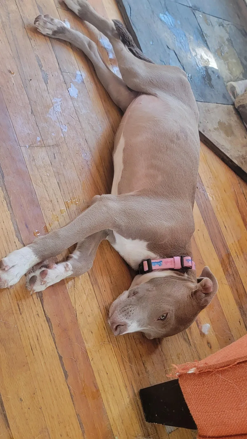 A young medium-sized female Pit Bull Terrier dog named Kimchee for adoption in Salt Lake City, UT