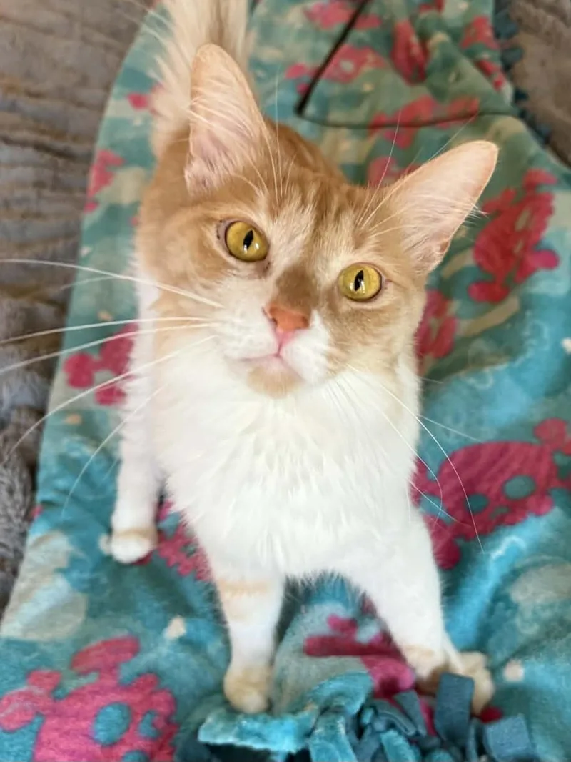 A baby medium-sized female Cream / Ivory Maine Coon cat named Butters for adoption in Yorba Linda, CA