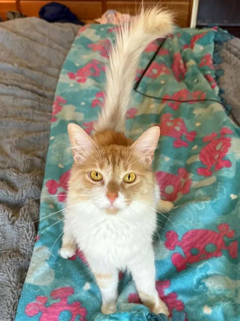 Butters thumbnail 5