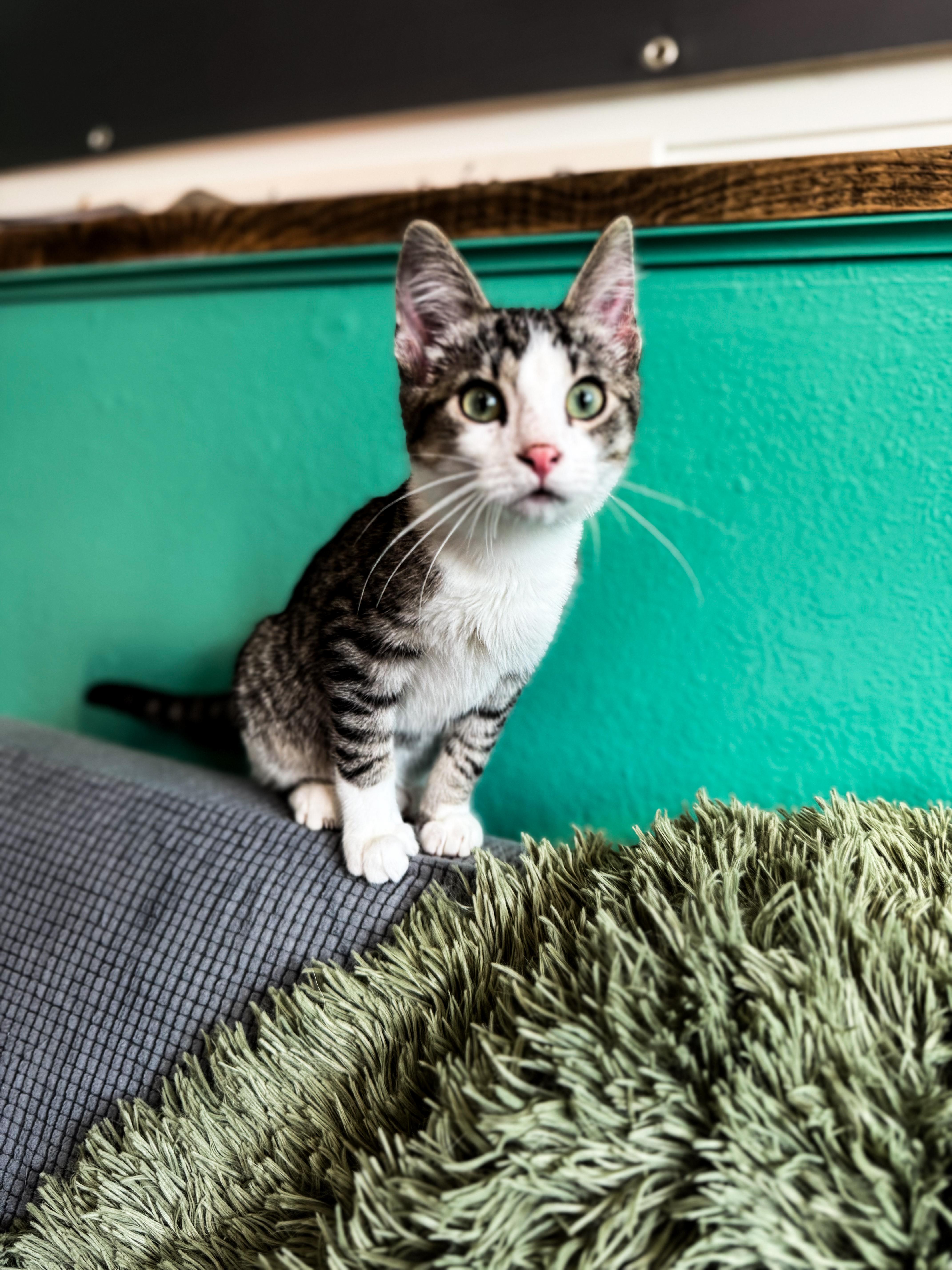 A baby medium-sized male Domestic Short Hair cat named Willie for adoption in Sartell, MN