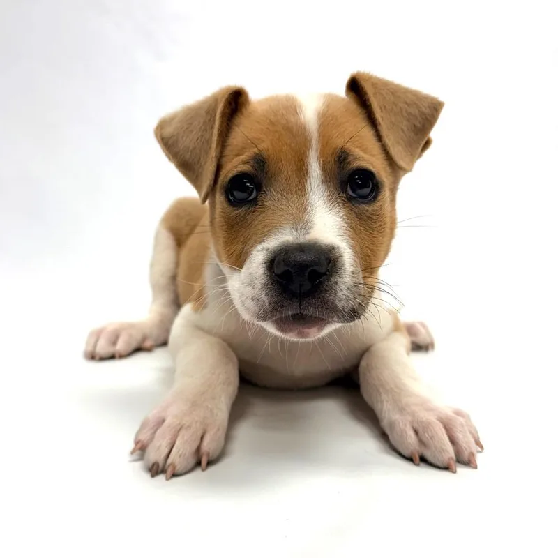 A baby medium-sized male Pit Bull Terrier dog named Gavin for adoption in Parker, CO