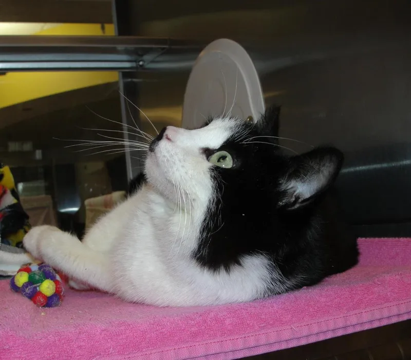 An adult medium-sized female Black Domestic Short Hair cat named Bobbie for adoption in Plover, WI