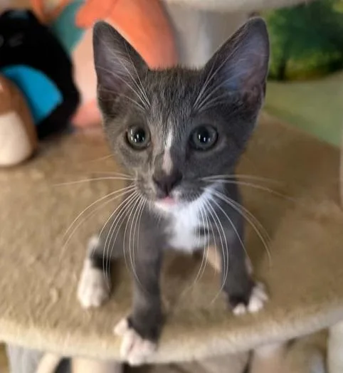 A baby medium-sized male Gray & White Domestic Short Hair cat named Tex for adoption in Waxahachie, TX