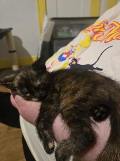A baby small-sized female Tortoiseshell Domestic Short Hair cat named Pin for adoption in Liverpool, TX