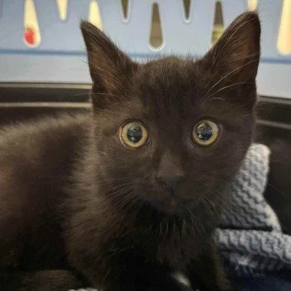 A baby small-sized female Black Domestic Short Hair cat named Noodle for adoption in Oakland, CA