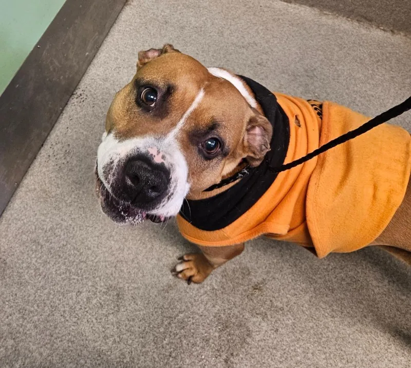 An adult medium-sized female Pit Bull Terrier dog named Jade for adoption in Bloomington, IN