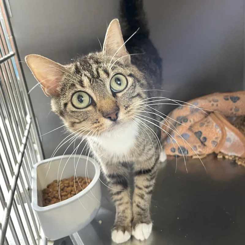 An adult medium-sized female Gray / Blue / Silver Domestic Short Hair cat named Dr. Phalanges for adoption in Carencro, LA
