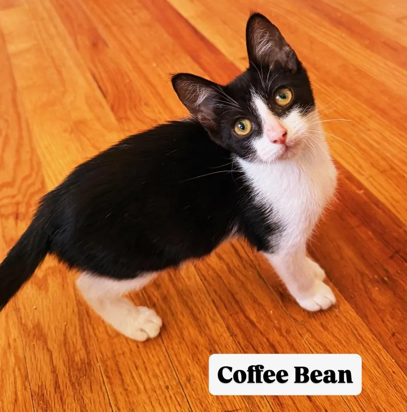 Coffee Bean thumbnail 2