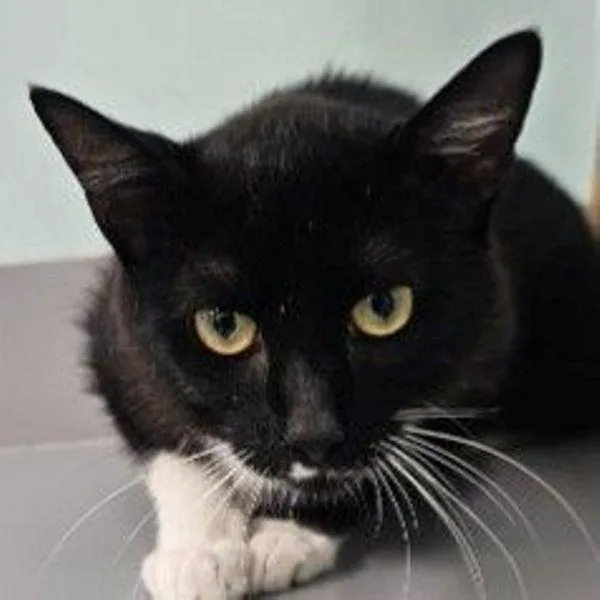 A young medium-sized male Black Domestic Short Hair cat named Peter Pan for adoption in Concord, NH