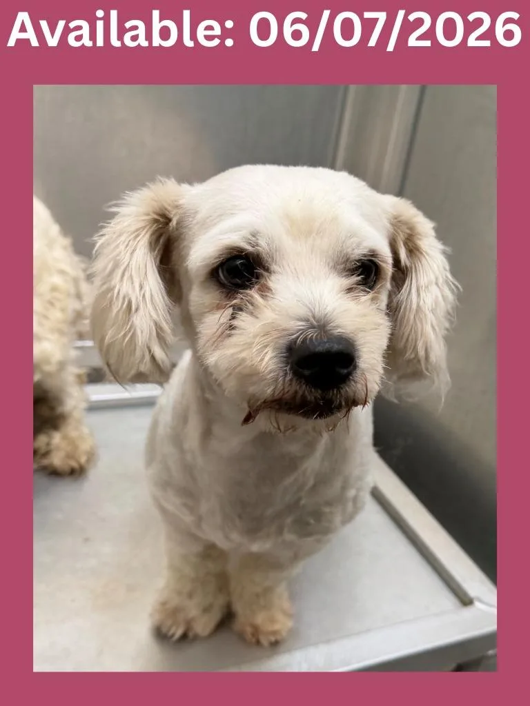 A young small-sized female Shih Tzu dog named Dog Kennel for adoption in Greenville, TX
