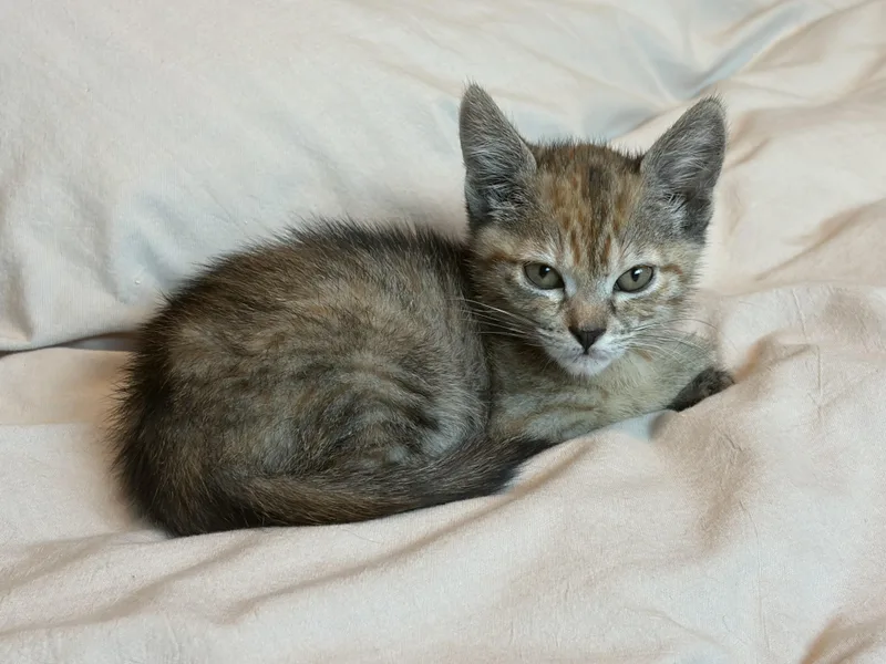 A baby small-sized female Domestic Short Hair cat named Piper for adoption in Long Beach, CA