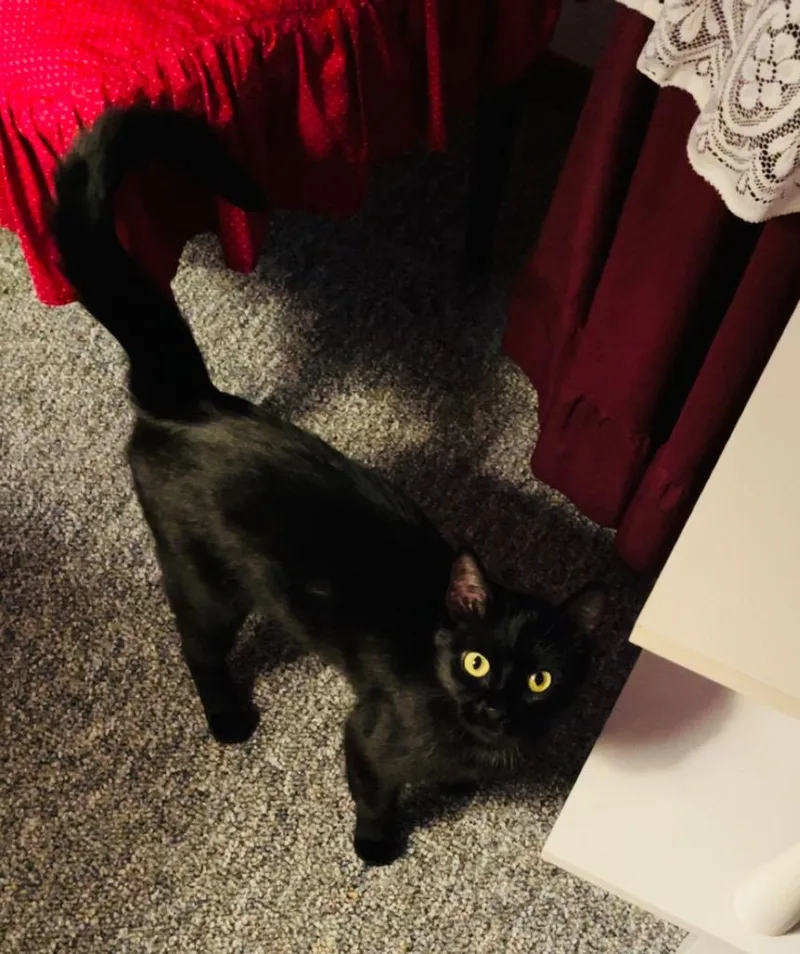 A young medium-sized female Domestic Short Hair cat named Novuh for adoption in Fond Du Lac, WI