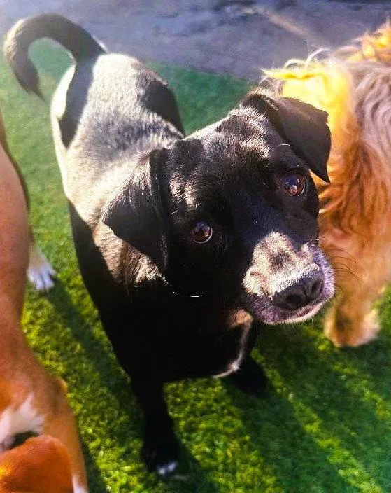 An adult small-sized female Chihuahua dog named Gidget for adoption in Fallbrook, CA