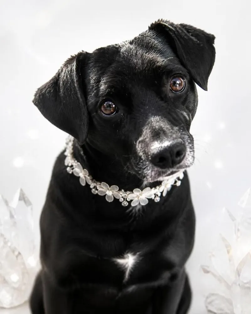Gidget thumbnail 2