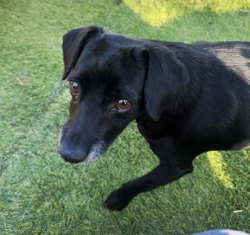 Gidget thumbnail 3