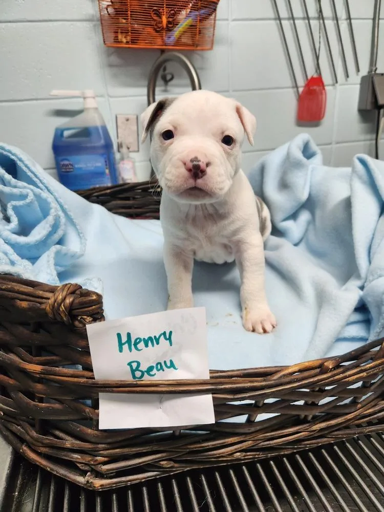 Henry Beau A thumbnail 2