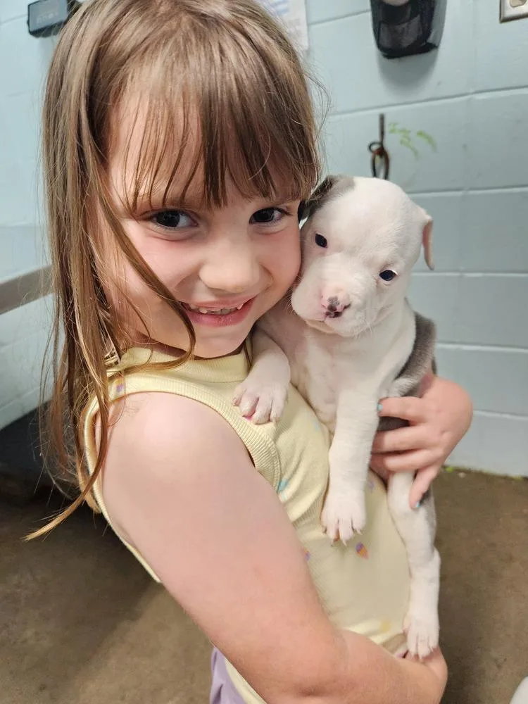 Henry Beau A thumbnail 3