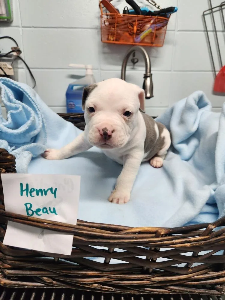 Henry Beau A thumbnail 4