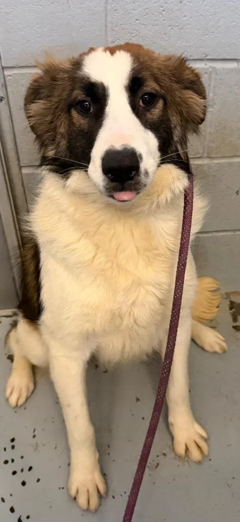 A young medium-sized female Shepherd dog named Willa for adoption in Greenwood, MS
