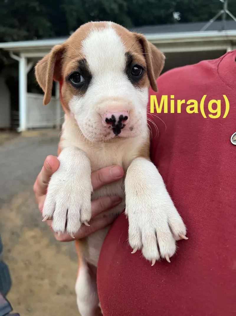 A baby medium-sized female Tricolor (Brown, Black, & White) Australian Shepherd dog named Mira for adoption in Whiting, NJ
