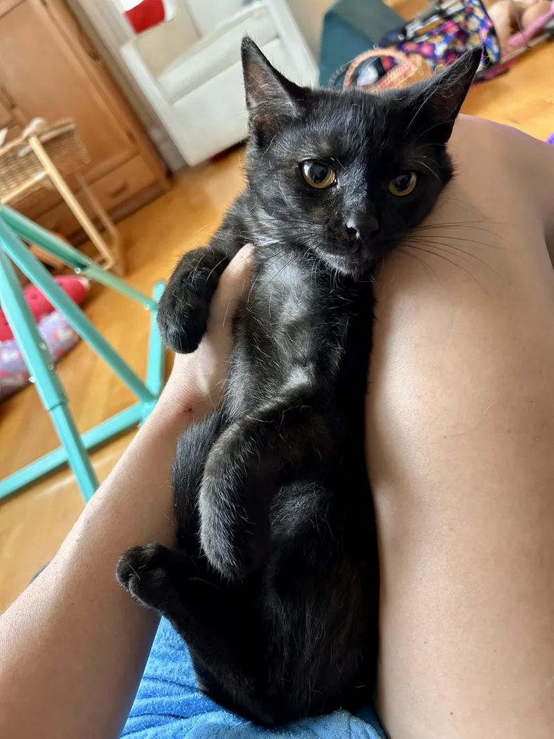 A baby medium-sized male Black Domestic Short Hair cat named Sammy Davis Jr. for adoption in Greensburg, PA