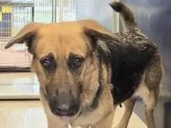 An adult medium-sized female Yellow / Tan / Blond / Fawn Mixed Breed dog named Fern for adoption in Georgetown, TX