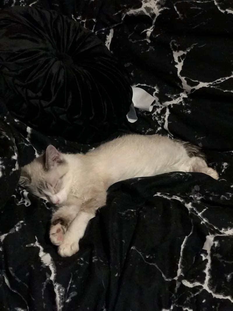 Juno Guye  $pecial thumbnail 2