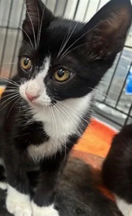 A baby small-sized female Domestic Short Hair cat named Mon Cher for adoption in Van Nuys, CA