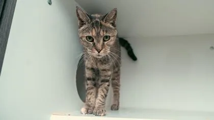 A senior small-sized female Domestic Short Hair cat named Misu for adoption in West Chester, PA