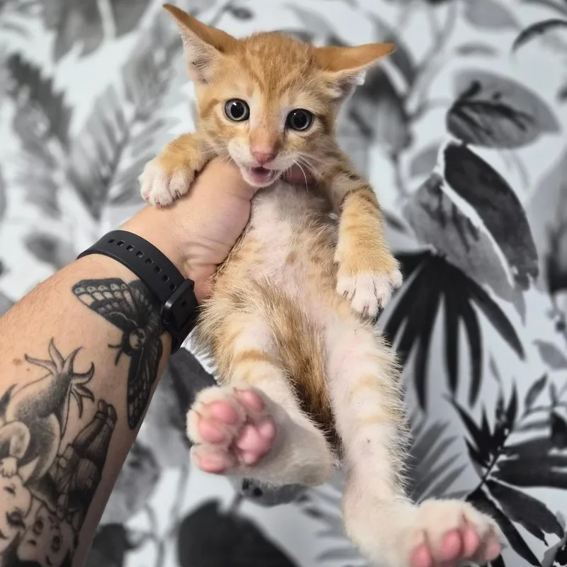 A baby small-sized male White Domestic Short Hair cat named Aku for adoption in Wahiawa, HI