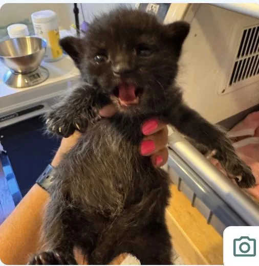 A baby medium-sized male Black Domestic Short Hair cat named Nutella for adoption in Haddon Heights, NJ