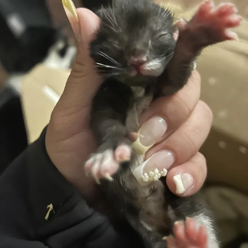 A baby small-sized female Gray / Blue / Silver Domestic Short Hair cat named Jackie for adoption in Newark, NJ