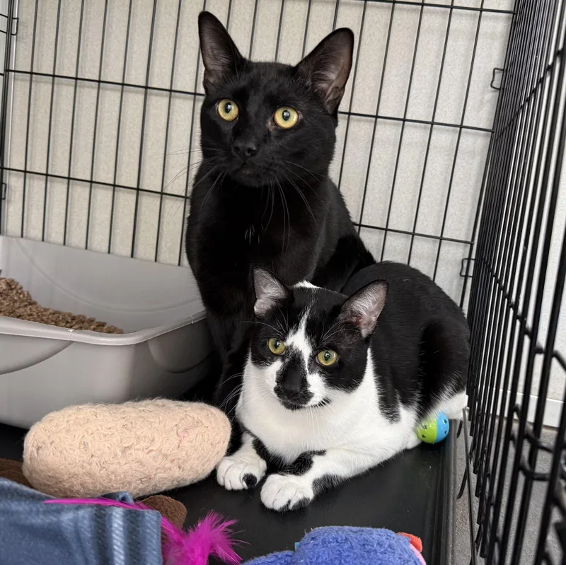 An adult large-sized female Black Domestic Short Hair cat named Rupert & Walter for adoption in West Milford, NJ