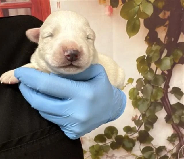 A baby small-sized male German Shepherd Dog dog named Milo for adoption in San Bernardino, CA