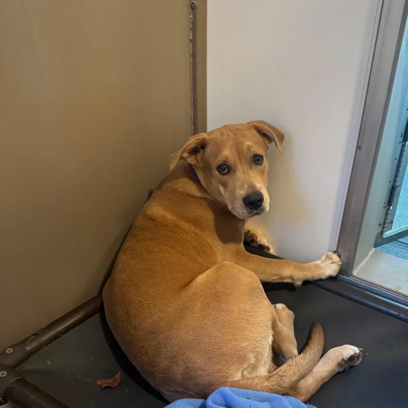A young medium-sized female Yellow / Tan / Blond / Fawn Mixed Breed dog named Eloise for adoption in Blairsville, GA