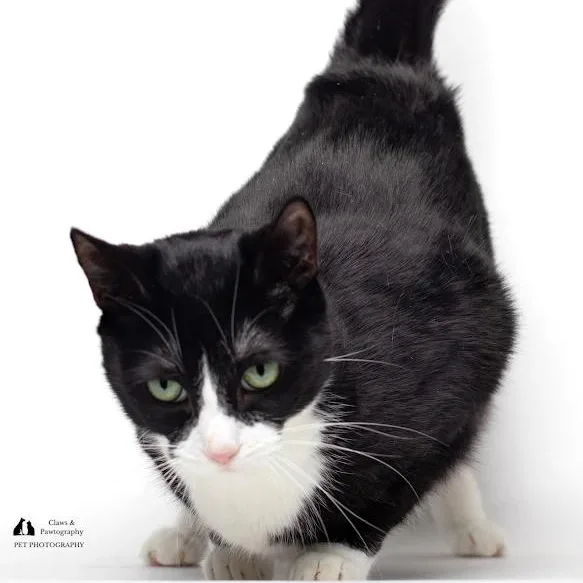 An adult small-sized female Black & White / Tuxedo Domestic Short Hair cat named Luna @ Fat Cat for adoption in Tallahassee, FL