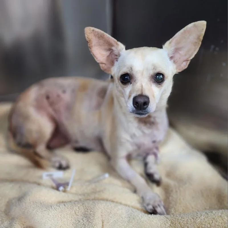 An adult small-sized female Yellow / Tan / Blond / Fawn Chihuahua dog named Cake Pop for adoption in Austin, TX