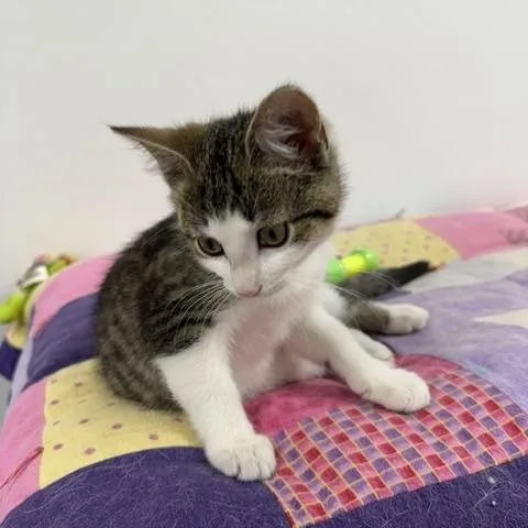 A baby medium-sized male Tabby (Brown / Chocolate) Domestic Short Hair cat named Teddy for adoption in Allegan, MI