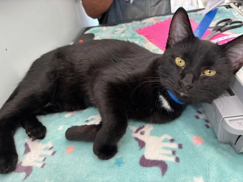 A young medium-sized male Domestic Short Hair cat named Rock for adoption in Naples, FL