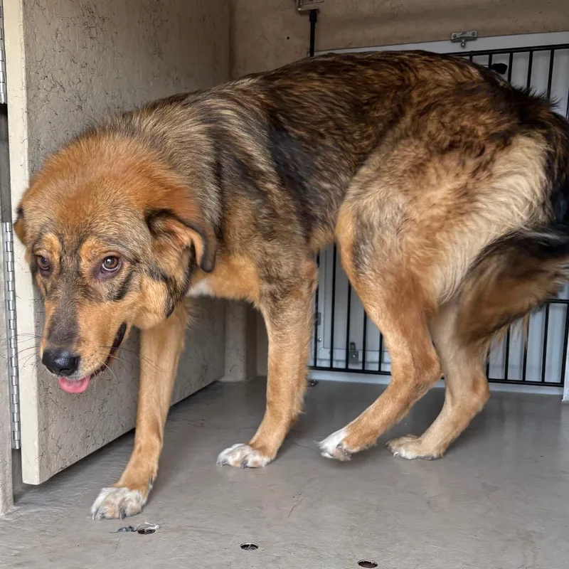 An adult medium-sized female German Shepherd Dog dog named HACCStray for adoption in Henderson, NV