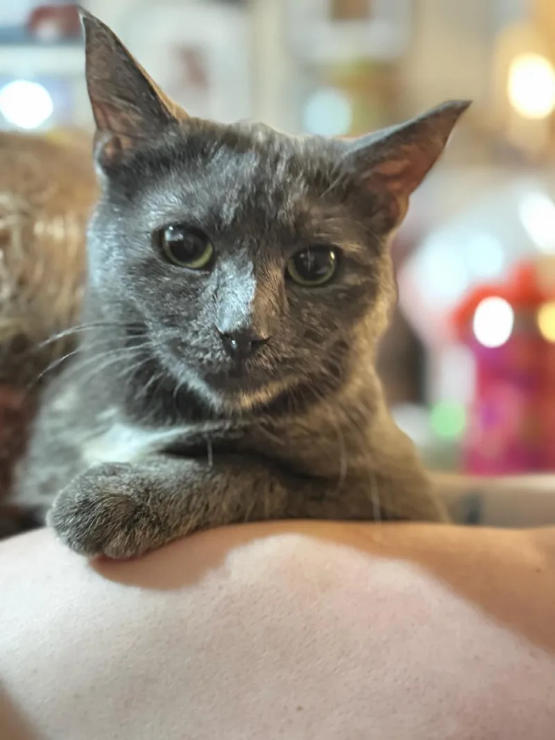 A young medium-sized female Domestic Short Hair cat named Dovey for adoption in Walled Lake, MI