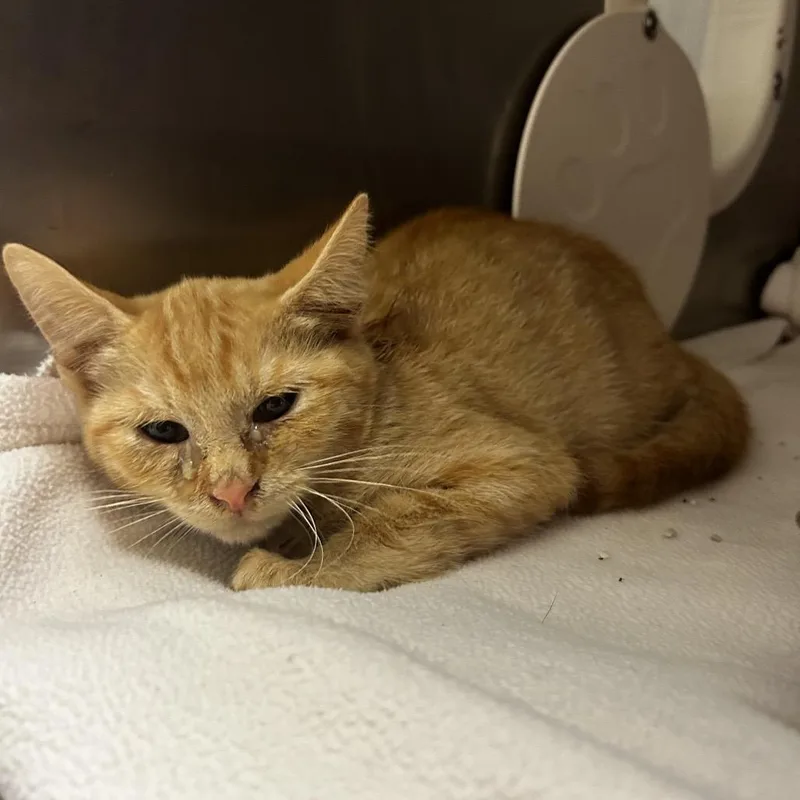 A baby small-sized male Orange / Red Domestic Short Hair cat named Lightning Rod for adoption in Spruce Pine, NC