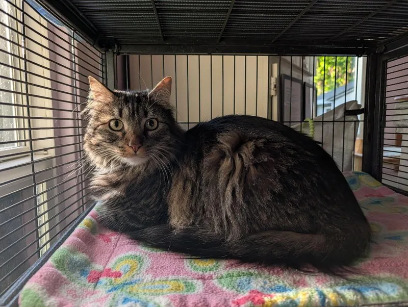 A young medium-sized male Domestic Short Hair cat named Koda for adoption in Shelton, WA
