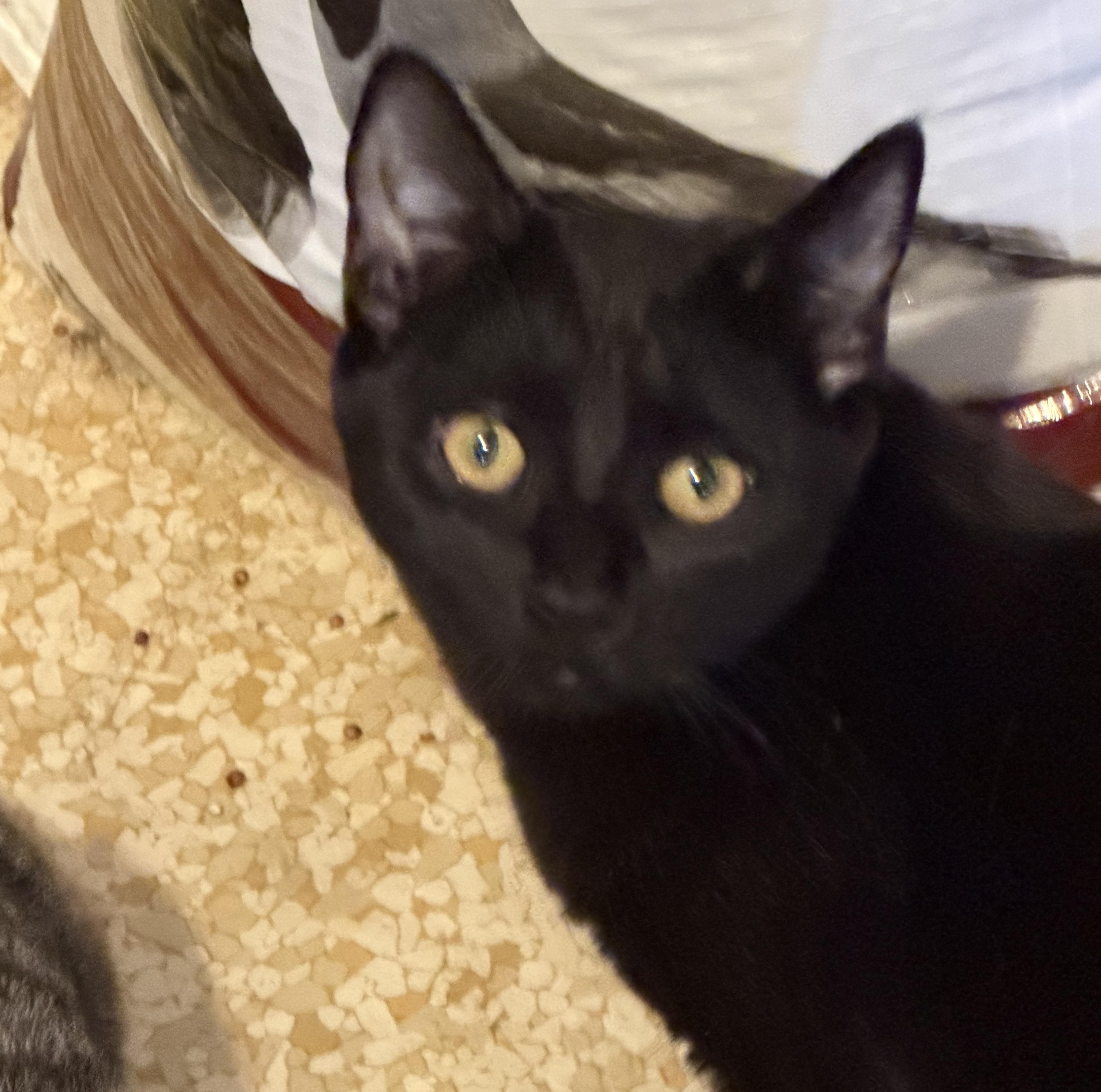 A baby medium-sized male Black Domestic Short Hair cat named Minnie & Spencer for adoption in Mayfield, NY