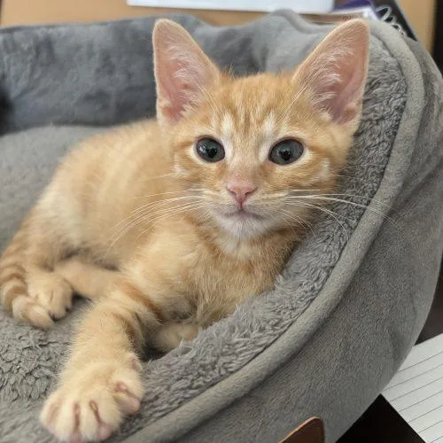 A baby small-sized male Domestic Short Hair cat named Redford for adoption in Kenosha, WI