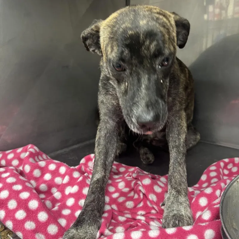 An adult medium-sized female Brindle Plott Hound dog named Lulu for adoption in Parrish, AL