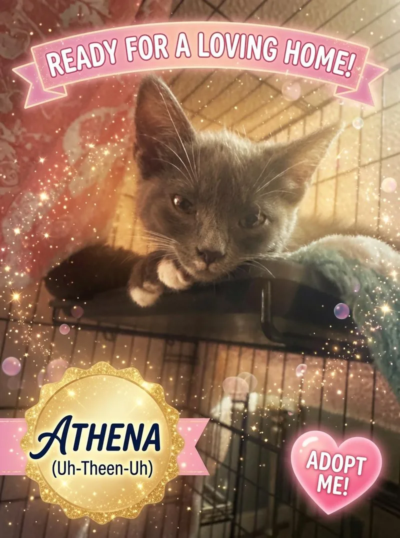 Athena thumbnail 6